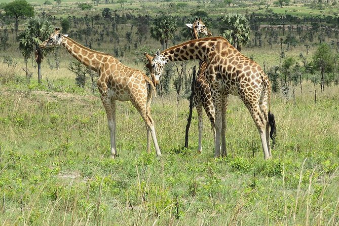 6 Days Chimps, Gorillas & Murchison Falls Africa's Big Five Experience Safari - Key things I’d circle before you book