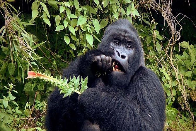 6 Days Chimps, Gorillas & Murchison Falls Africa's Big Five Experience Safari - Day 2: morning game drive, papyrus banks, and that launch cruise feeling