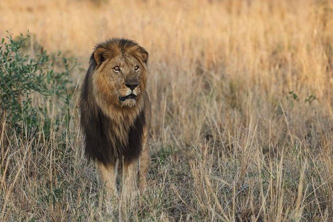 6 Days Chimps, Gorillas & Murchison Falls Africa's Big Five Experience Safari - Bwindi arrival day: Igongo cultural centre lunch and a slower kind of excitement