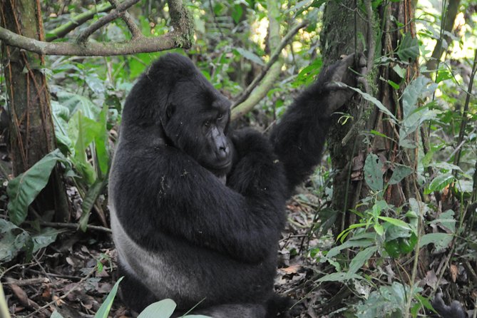 6 Days Chimps, Gorillas & Murchison Falls Africa's Big Five Experience Safari - Kibale Forest National Park: Rift Valley views and the primate stop in the middle