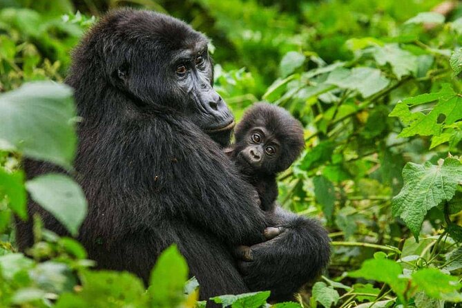 6 Days Uganda Gorilla, Chimps Trekking and Wildlife Safari - Key highlights you should know before you go