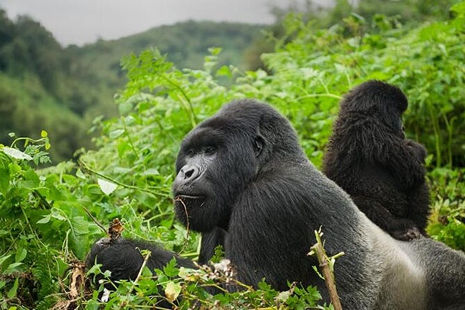 6 Days Uganda Gorilla, Chimps Trekking and Wildlife Safari - First stop, Entebbe transfers and the jump into western Uganda