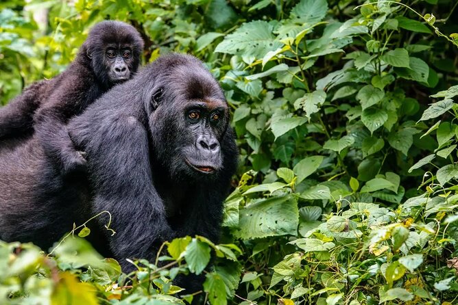 6 Days Uganda Gorilla, Chimps Trekking and Wildlife Safari - The road trip reality, Kigezi hills, Lake Bunyonyi downtime, and return to Entebbe