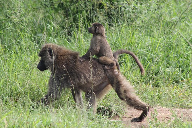 7-Day Murchison Falls, Chimps & Gorilla Trekking - Entering Murchison Falls National Park from Entebbe
