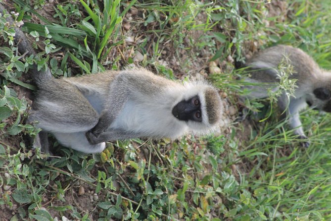 7-Day Murchison Falls, Chimps & Gorilla Trekking - Bwindi Impenetrable Forest and the road with views (and cows)