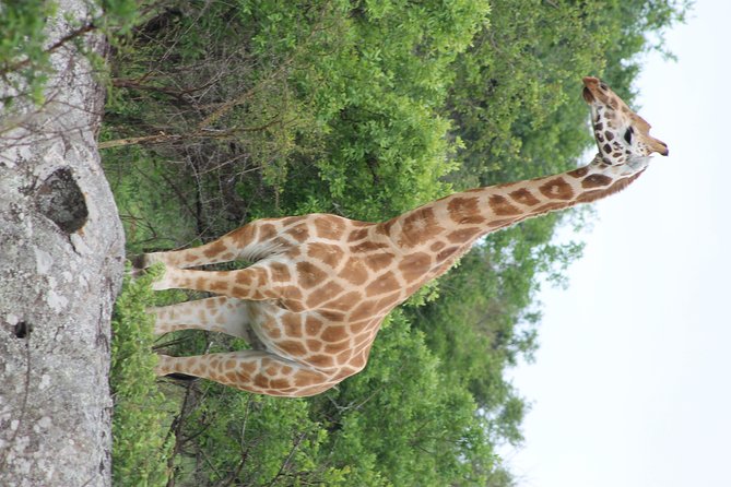 7-Day Murchison Falls, Chimps & Gorilla Trekking - Zziwa Rhino Sanctuary for rhino tracking