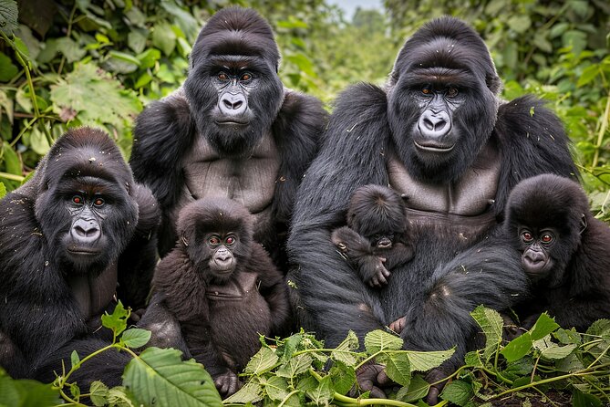 7-Day Private Uganda Gorilla Tracking Safari Tour From Entebbe - Key things I’d circle before you book