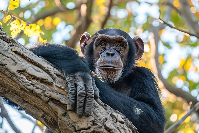 7-Day Private Uganda Gorilla Tracking Safari Tour From Entebbe - Bwindi Gorilla Trek Morning: What the 7:00 AM Briefing Really Means