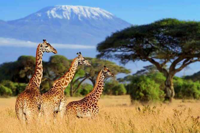 7-Day Private Uganda Gorilla Tracking Safari Tour From Entebbe - Lake Bunyonyi Canoe Ride and a Slower Evening After the Forest