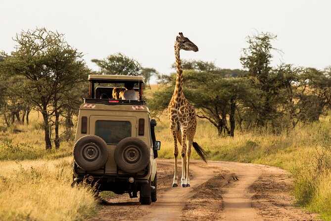 7-Day Private Uganda Gorilla Tracking Safari Tour From Entebbe - Masaka Road, Igongo Cultural Center, and Tea Country Stops