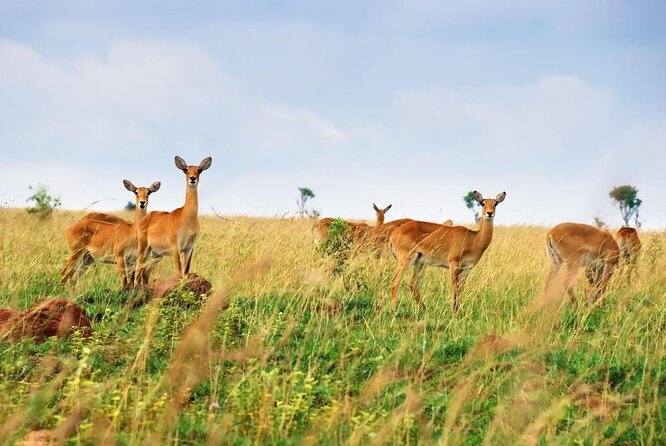 7-Day Uganda Adventure Safari - Midrange Lodges - Key Highlights You’ll Notice Right Away