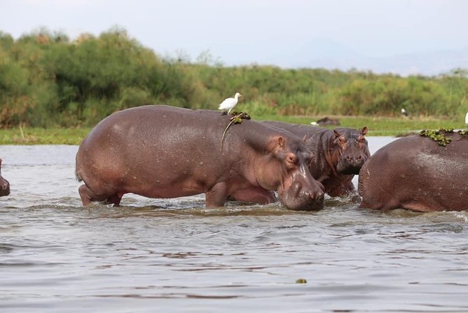 7-Day Uganda Adventure Safari - Midrange Lodges - Day 2: Ziwa Rhinos (Masindi) Before You Reach Murchison Falls