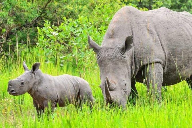7-Day Uganda Adventure Safari - Midrange Lodges - Day 6: North Queen Elizabeth Game Drive, Then Ishasha for Tree-Climbing Lions