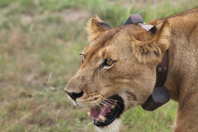 7-Day Wildlife Adventure Safari - Key takeaways before you go
