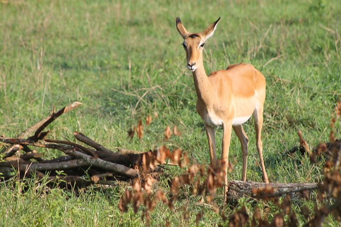 7-Day Wildlife Adventure Safari - The Northern Uganda circuit, explained without the fluff