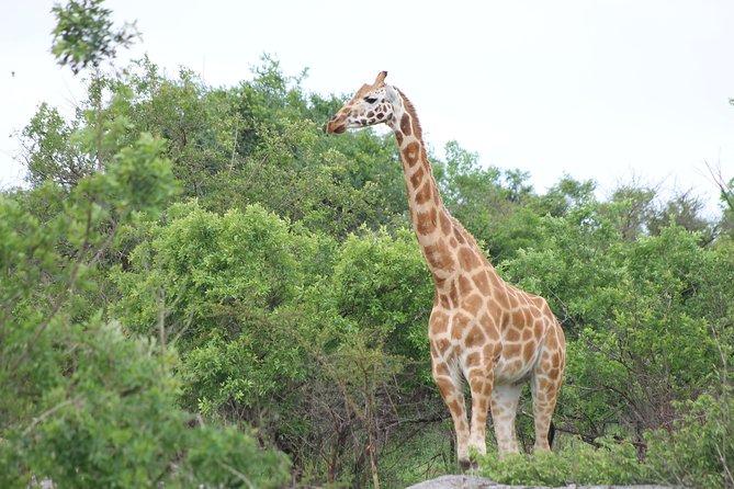 7-Day Wildlife Adventure Safari - Day 7: Zziwa Rhino Sanctuary, Rhino Fund Uganda, then your Kampala drop-off