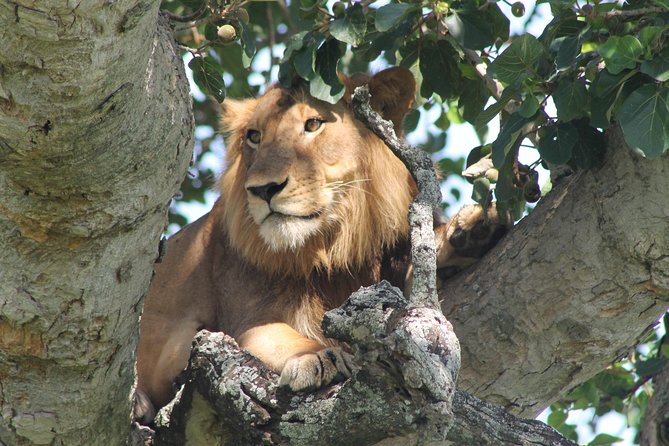 7-Day Wildlife Adventure Safari - Day 1: Sipi Falls break, then Pian Upe Game Reserve settling in