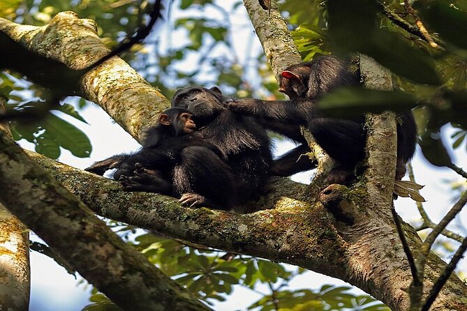 7 Days Flying Gorillas and Wildlife Safari Uganda Private Tour - Kampala to Kibale Forest, where the week starts with primates