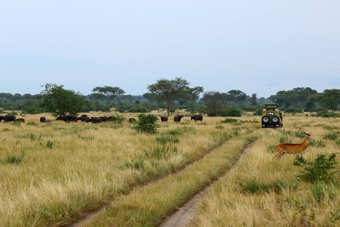 7 Days Flying Gorillas and Wildlife Safari Uganda Private Tour - Queen Elizabeth National Park and the Kazinga Channel boat safari