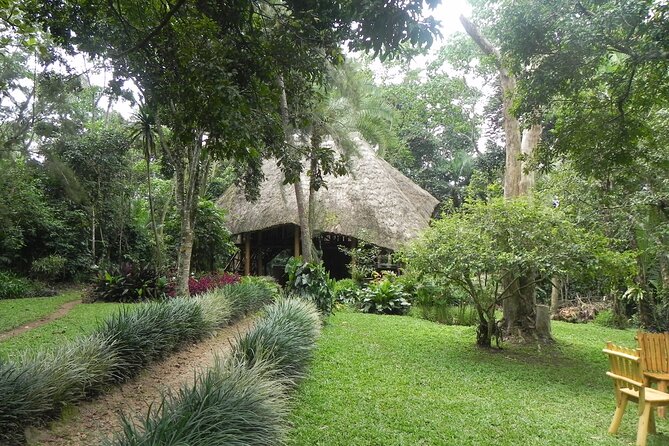 7 Days Flying Gorillas and Wildlife Safari Uganda Private Tour - Bwindi gorilla trekking, the hour that defines the trip