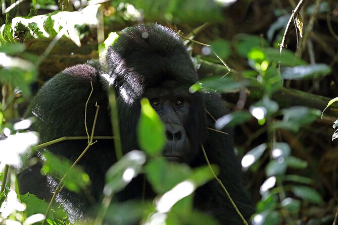 7 Days Flying Gorillas and Wildlife Safari Uganda Private Tour - A short flight day, Kihihi to Entebbe