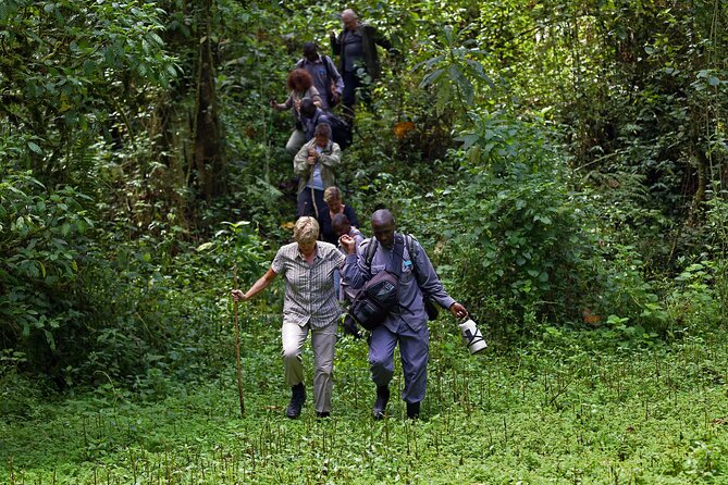 7 Days Flying Gorillas and Wildlife Safari Uganda Private Tour - Kyanyanchu chimp trekking, one hour of behavior watching