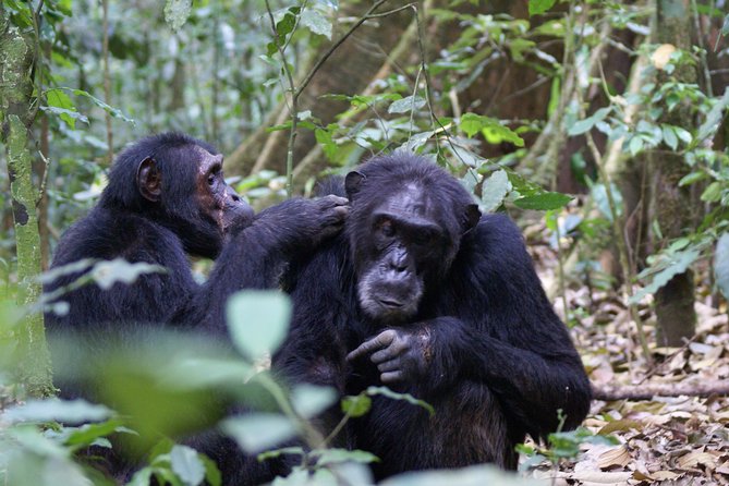 7 Days Fort Portal Culture Tour Western Uganda - Queen Elizabeth National Park: tree-climbing lions, game drives, and boat cruises