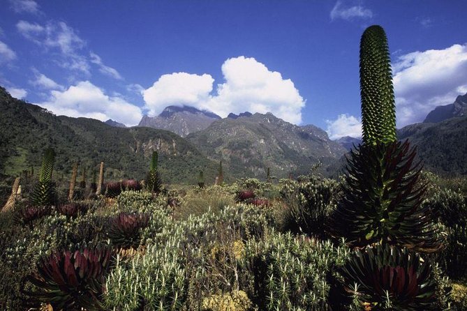 7 Days Rwenzori Summit (Margherita Peak) Hike - Wildlife moments you’ll actually care about