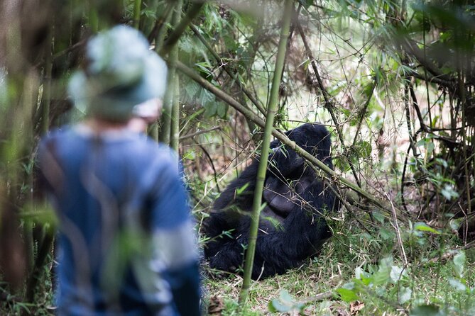 8-Day Classic Uganda Primates & Wildlife Tour - A primate-focused circuit that still feels like a real safari
