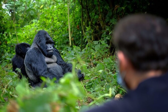 8-Day Classic Uganda Primates & Wildlife Tour - Gorilla trekking day in Bwindi: briefing at 7:30, rangers, and the forest timing you cannot control