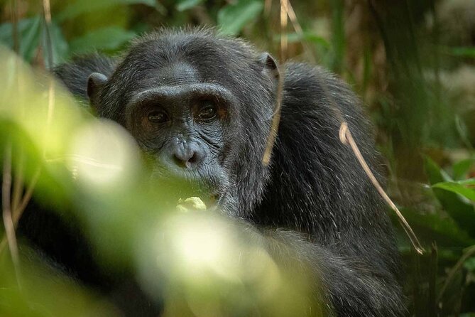8-Day Classic Uganda Primates & Wildlife Tour - Queen Elizabeth: Kasenyi drives, giant hippo action, and Kazinga Channel at 14:00