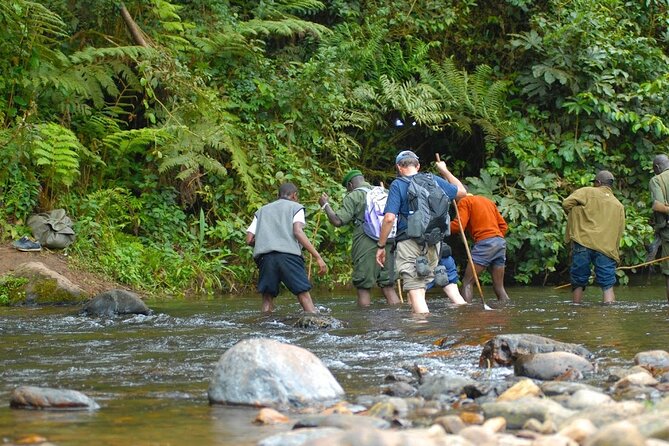 8-Day Classic Uganda Primates & Wildlife Tour - Kibale chimpanzees and Bigodi Wetlands: the forest keeps giving