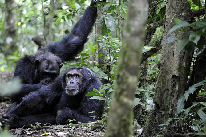 8-Day Classic Uganda Primates & Wildlife Tour - Entebbe arrival days, plus Mabamba Swamp shoebill if you have time