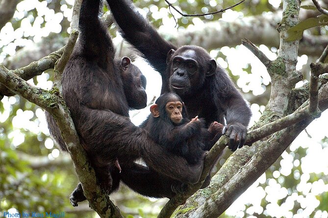 8-Day Murchison Falls, Chimp and Epic Gorilla Trekking - Key things I’d circle before booking