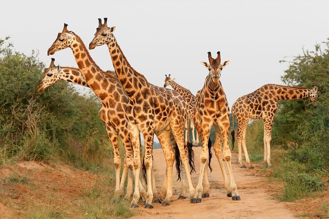 8-Day Murchison Falls, Chimp and Epic Gorilla Trekking - Queen Elizabeth: evening game drive, then Ishasha tree-climbing lions