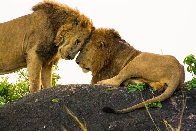 8-Day Murchison Falls, Chimp and Epic Gorilla Trekking - Lake Mburo and the calm closer: horses, Equator photos, and a return to Entebbe