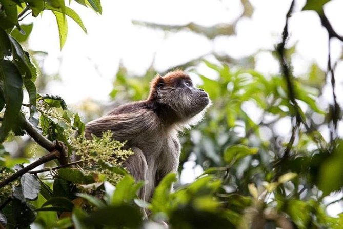8-Day Murchison Falls, Chimp and Epic Gorilla Trekking Safari - Key Highlights You Should Know Before You Go