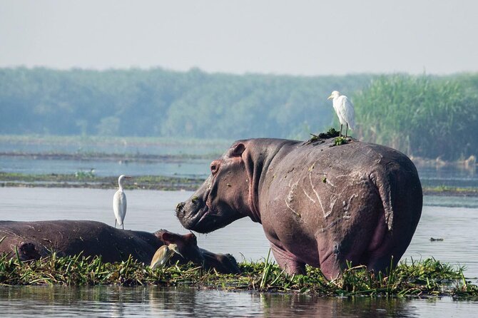 8-Day Murchison Falls, Chimp and Epic Gorilla Trekking - Ziwa Rhino Sanctuary: a helpful contrast to the big-park safari feel