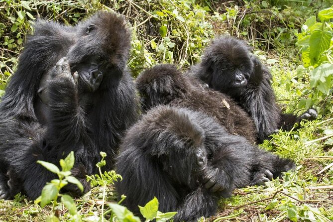 8-Day Private Uganda Big 5 Luxury Safari with Gorillas and Chimps - Key things I’d circle before you book