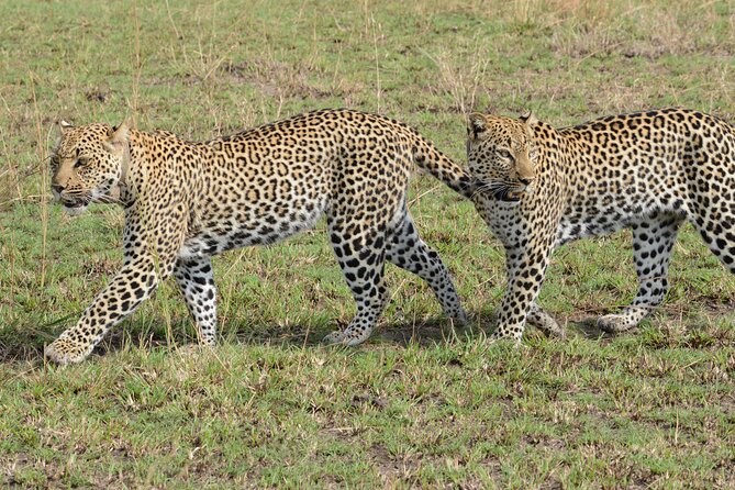 8-Day Private Uganda Big 5 Luxury Safari with Gorillas and Chimps - Big picture: what this safari is really good at