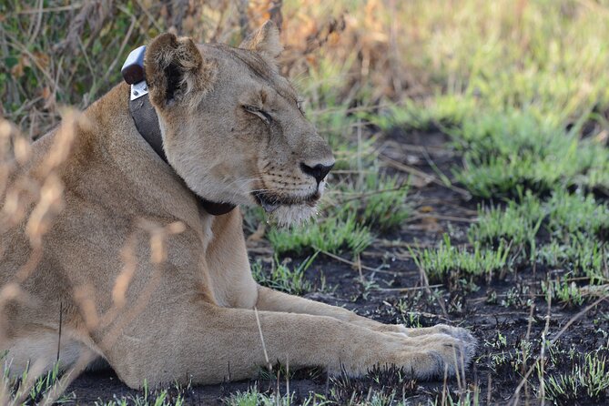 8-Day Private Uganda Big 5 Luxury Safari with Gorillas and Chimps - The road to Kibale: a long drive that sets up primate country