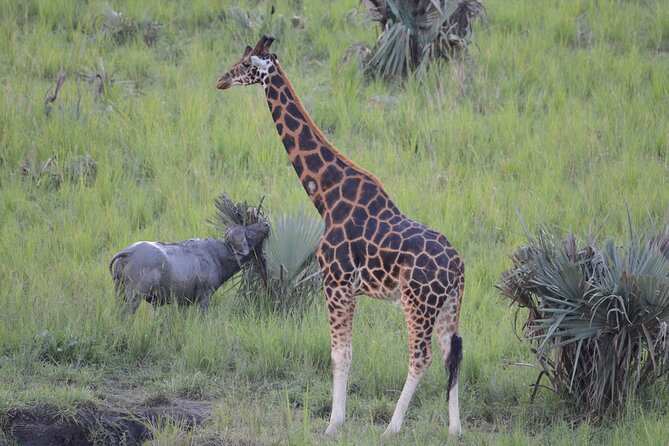 8-Day Private Uganda Big 5 Luxury Safari with Gorillas and Chimps - Queen Elizabeth: crater views, Kasenyi wildlife, and Kazinga Channel water magic