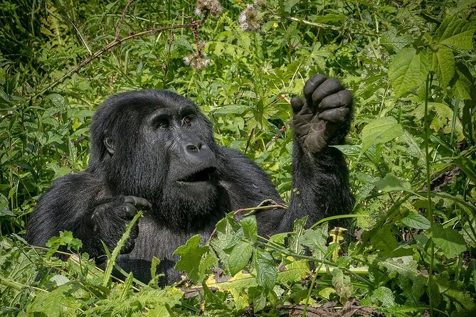 8-Day Private Uganda Big 5 Luxury Safari with Gorillas and Chimps - Ishasha tree-climbing lions: one of Uganda’s most specific safari perks