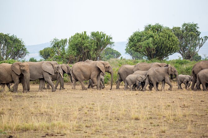 8-Day Private Uganda Big 5 Luxury Safari with Gorillas and Chimps - Murchison Falls: the falls viewpoint and a cruise that makes wildlife feel close