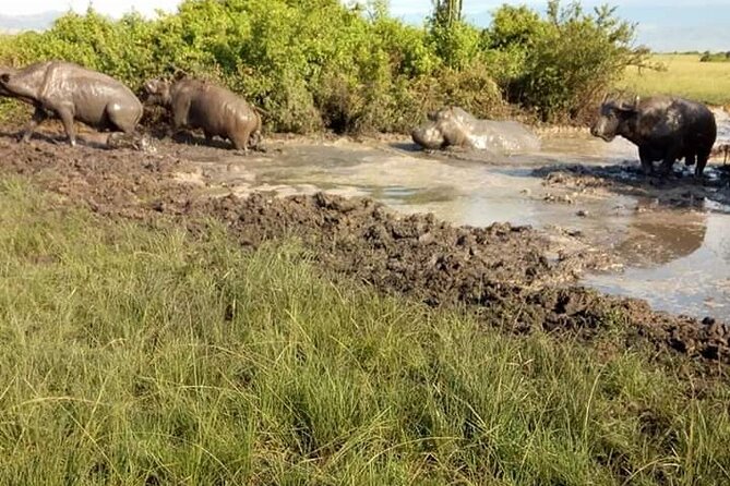 8 Days Gorillas, Primates & Wildlife Safari Uganda Safari - Kibale National Park: chimp trekking plus Bigodi swamp birds