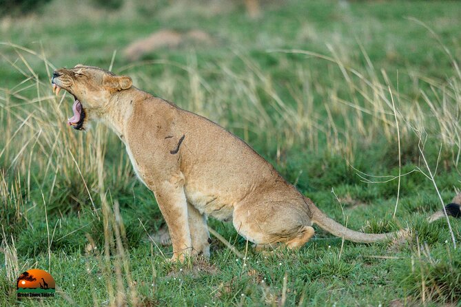 8 Days Gorillas, Primates & Wildlife Safari Uganda Safari - Ishasha tree-climbing lions, then the road to Bwindi