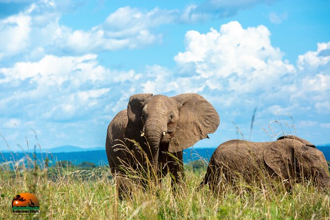8 Days Gorillas, Primates & Wildlife Safari Uganda Safari - Bwindi gorilla trekking: briefing first, then your one-hour moment