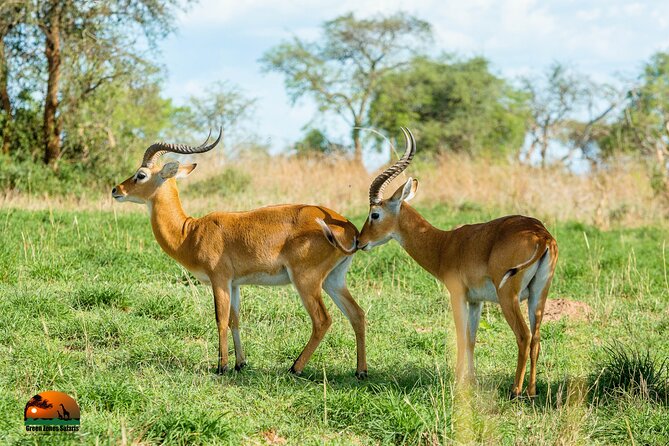 8 Days Gorillas, Primates & Wildlife Safari Uganda Safari - Uganda Equator stop: easy souvenirs, quick photo break