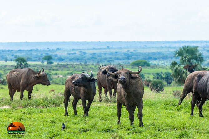 8 Days Gorillas, Primates & Wildlife Safari Uganda Safari - Price and value: what $5,810 buys you, and what might cost extra