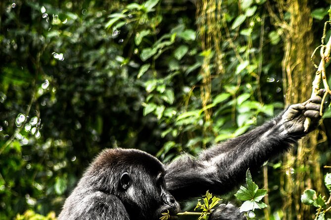 8 Days Gorillas, Primates & Wildlife Safari Uganda Safari - Queen Elizabeth National Park: crater-country views, game drives, and Kazinga hippos